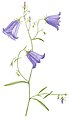 Campanula patula, Drawing by Aweiku