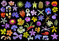 Wildflowers western australia.jpg