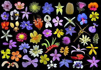 some native wildflowers Wildflowers western australia.jpg