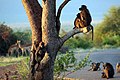 Wildlife, Madikwe Game Reserve, South Africa (46170305404).jpg