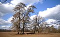 Winter Trees, Upwood Park - geograph.org.uk - 2885823.jpg