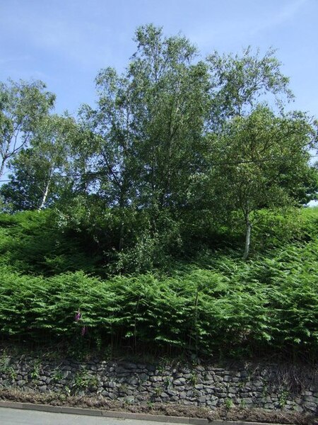 File:Woodland beside Beacon Road - geograph.org.uk - 3552639.jpg