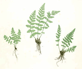 Woodsia ilvensis Moore47A.png