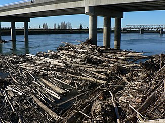 Skagit River vid Mount Vernon