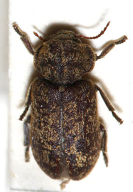 Rautio (Xestobium rufovillosum)