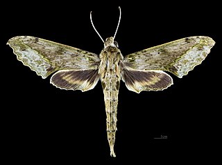 <i>Xylophanes undata</i> Species of moth