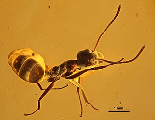 <i>Yantaromyrmex</i> extinct genus of ant in the subfamily Dolichoderinae known from Middle Eocene to Early Oligocene fossils found in Europe.