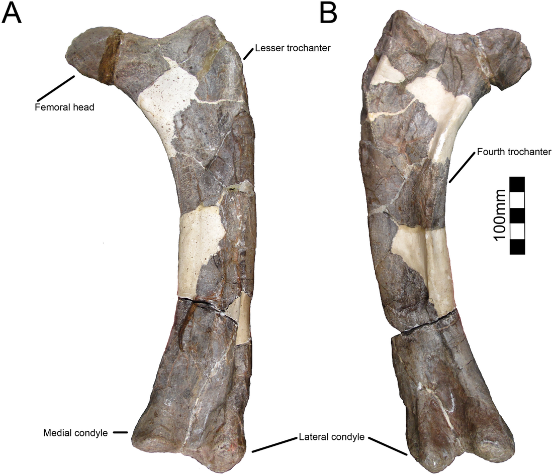 File:Yehuecauhceratops femur.PNG