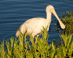 280px-Yellow-billed_Spoonbill_feeding.jpg