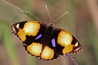 Sariq pansi (Junonia hierta cebrene) male.jpg