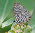 Papillon Leptotes plinius (Lycaenidae) se nourrissant de nectar, Inde.