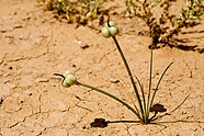 Zephyranthes longifolia