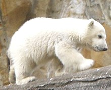 Zoo2007.04 035a.jpg