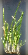 Colonies of the seagrass Zostera marina living in brackish water environments were the sole habitat of Lottia alveus. Zostera marina - National Museum of Nature and Science, Tokyo - DSC07663.JPG