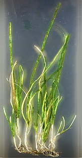 Seagrass Plants that grow in marine environments
