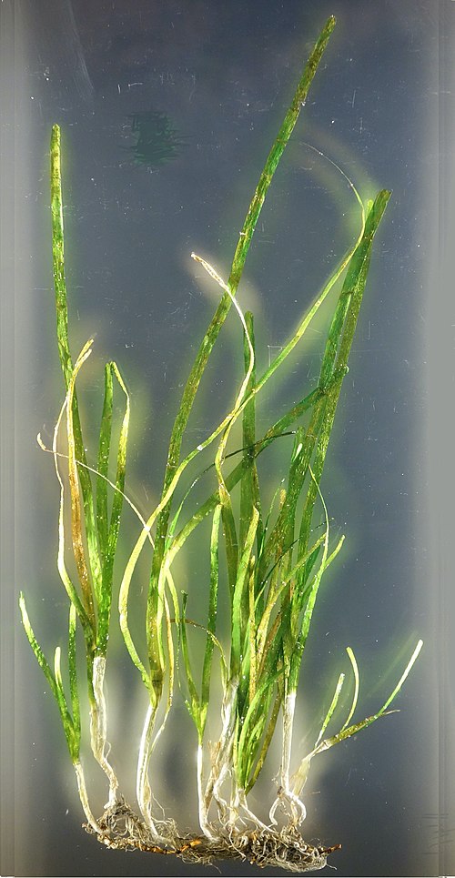 Seagrass