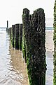 * Nomination Groynes at the beach, Zoutelande, Zeeland, Netherlands --XRay 04:37, 20 January 2023 (UTC) * Promotion  Support Good quality.--Agnes Monkelbaan 05:30, 20 January 2023 (UTC)