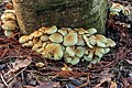 Zwavelkopje (Hypholoma fasciculare) aan de voet van een loofboom.