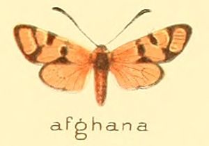 Zygaena afghana.jpg