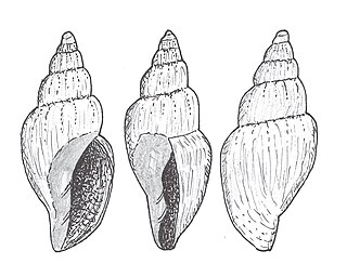 <i>Zygomelon zodion</i> Species of gastropod