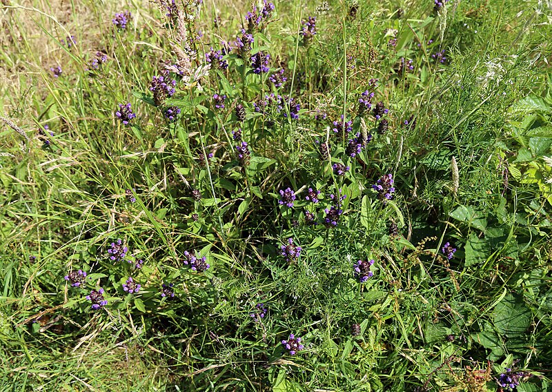 File:'Prunella vulgaris' in grassland at Woodland Trust wood Theydon Bois Essex England.JPG