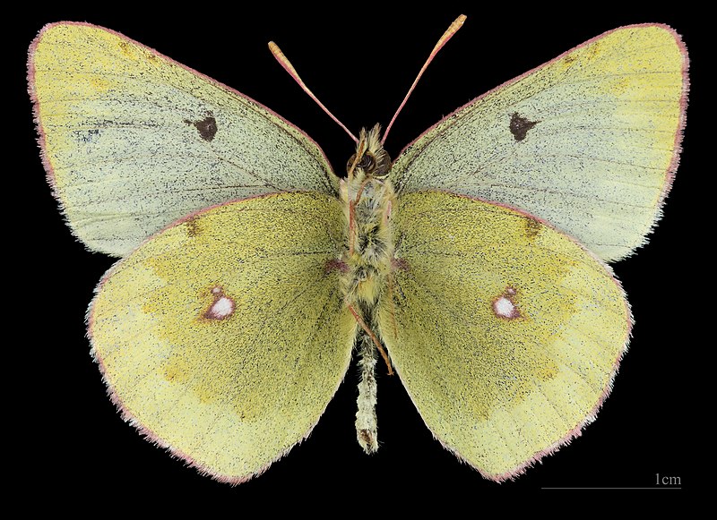 File:(MHNT) Colias Phicomone - Pic d'Aneto Espagne - male ventral.jpg