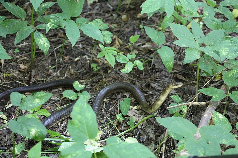 File:Șarpele lui Esculap (Zamenis longissimus).jpg