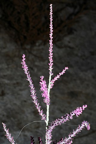 <i>Tamarix hispida</i> Species of flowering plant