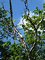 * Nomeação Oak in Velkota estate park, Leningrad Oblast, Russia. --Екатерина Борисова 02:36, 24 May 2024 (UTC) * Revisão necessária