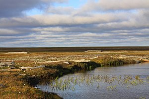 Shokalsky Island