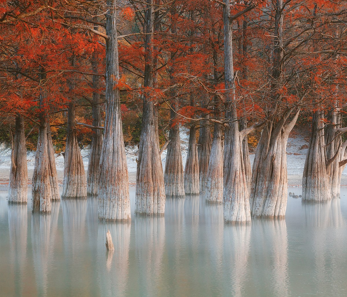 Кипарисовое озеро в сукко зимой