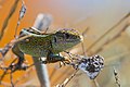 * Nomination Lacerta agilis in Ukraine by User:Rusev Ivan --Anntinomy 12:17, 12 August 2021 (UTC) * Decline  Oppose The head is not in focus. --Tournasol7 14:42, 12 August 2021 (UTC)