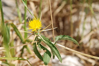 <i>Centaurea hyalolepis</i> Species of plant