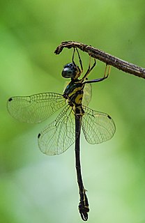 <i>Idionyx travancorensis</i> Species of dragonfly