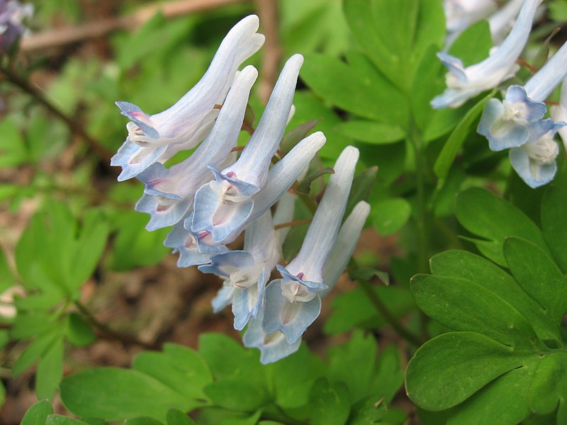 File:エゾエンゴサク Corydalis ambigua.JPG