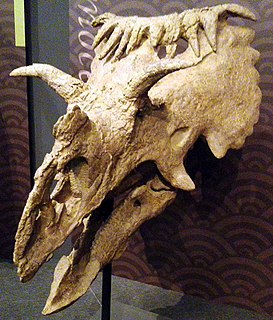 <i>Kosmoceratops</i> Dinosaur genus from the Late Cretaceous period