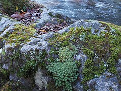 コケ植物: 生活環, 系統関係, 分類史