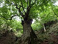 2019年2月25日 (月) 11:47時点における版のサムネイル