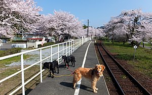 谷 汲 口 駅 の 桜 - Panoramio (1) .jpg