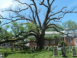<span class="mw-page-title-main">Basking Ridge White Oak Tree</span> White oak in Basking Ridge, New Jersey