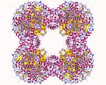 Modèle tridimensionnel de l'enzyme