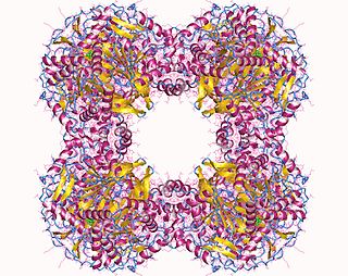 <span class="mw-page-title-main">Dihydrolipoyllysine-residue succinyltransferase</span>