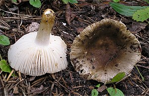 2006-09-29 Russula insignis Quél 197904.jpg