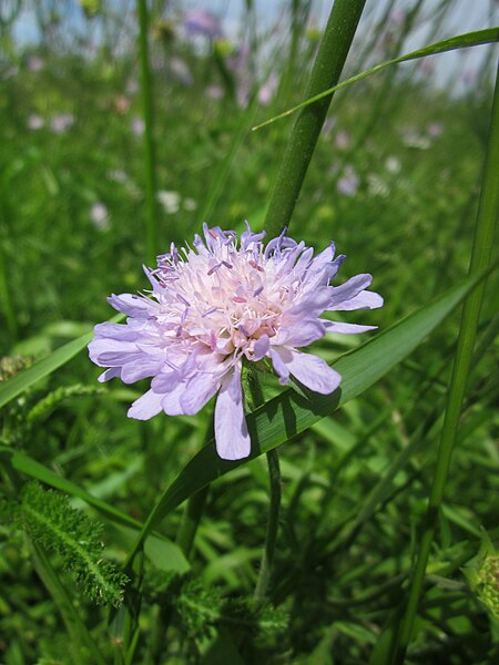 File:20130602Knautia arvensis2.jpg