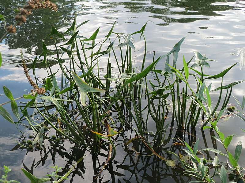 File:20150908Sagittaria sagittifolia2.jpg