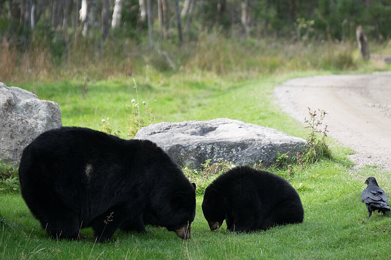 File:2016-09 zoo sauvage de Saint-Félicien - Ursus americanus 07.jpg