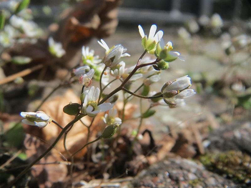 File:20160318Draba verna1.jpg