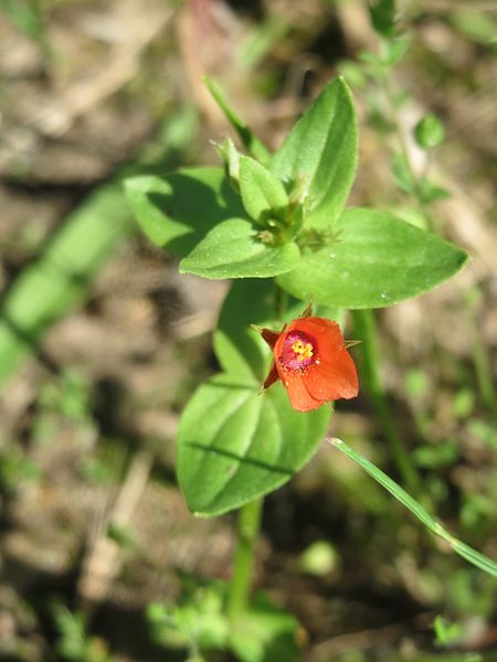 File:20160629Lysimachia arvensis4.jpg