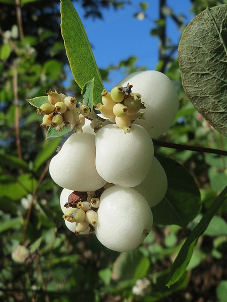 File:20161016Symphoricarpos albus1.jpg