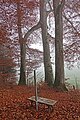 Zwillingsbuchen in Gurzelen Dorf